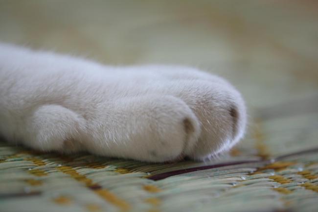 猫の足
