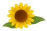 ひまわり