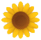 ひまわり