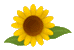 ひまわり