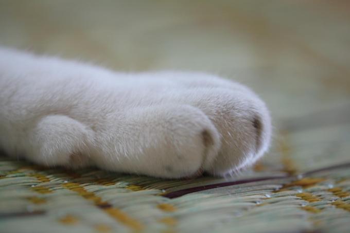 猫の足