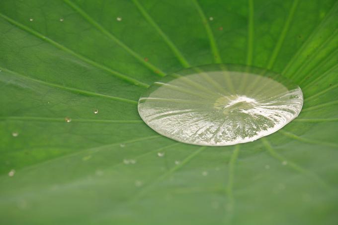 葉の水たまり