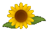 ひまわり