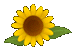 ひまわり